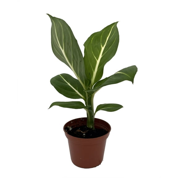 Sterling Dieffenbachia Plant -2.5" Pot