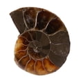 thumbnail image 3 of Espécimen fósil, 2 piezas Espécimen fósil de amonita Espécimen de concha fósil Espécimen fósil de amonita Espécimen didáctico Tecnología de vanguardia, 3 of 8