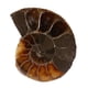 thumbnail image 3 of Espécimen fósil, 2 piezas Espécimen fósil de amonita Espécimen de concha fósil Espécimen fósil de amonita Espécimen didáctico Tecnología de vanguardia, 3 of 8