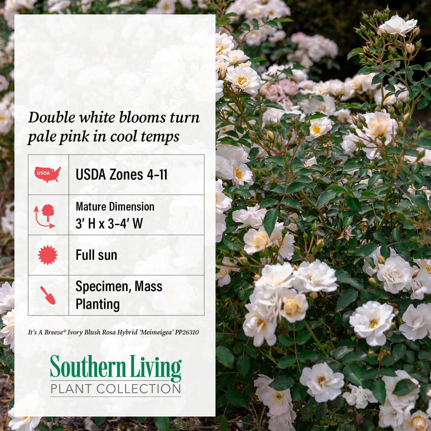 Southern Living Ivory Blush Its A Breeze Rose Live Shrub in 2.5-Quart Grower Pot