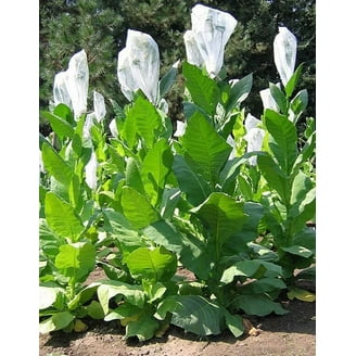 1000 Harrow Velvet Tobacco Seeds ~ Heirloom ~ Medium Flavor ~ Burley