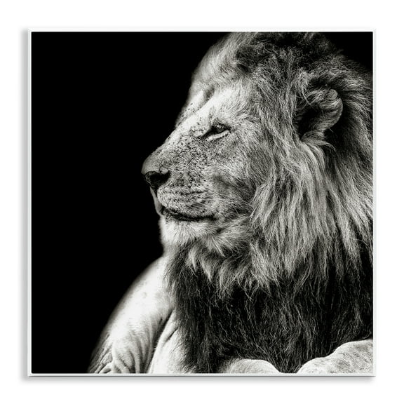 Stupell Industries Lion Portrait on Black Animals Photography Unframed Art Print Wall Art, 12 x 12
