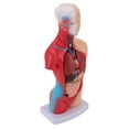 thumbnail image 1 of Anatomy Human Body Model, Detachable Interactive Anatomy Model Lifelike PVC with Organs for Medical Student for School, 1 of 7