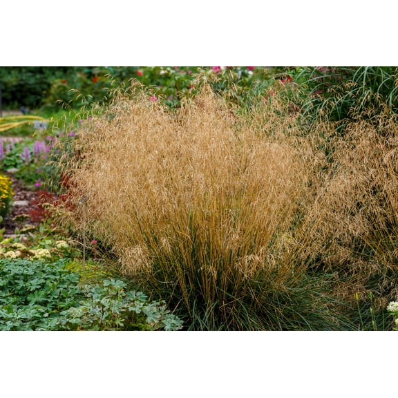 200 TUFTED HAIRGRASS Tussock Grass Deschampsia Cespitosa Moist Ornamental Native Seeds