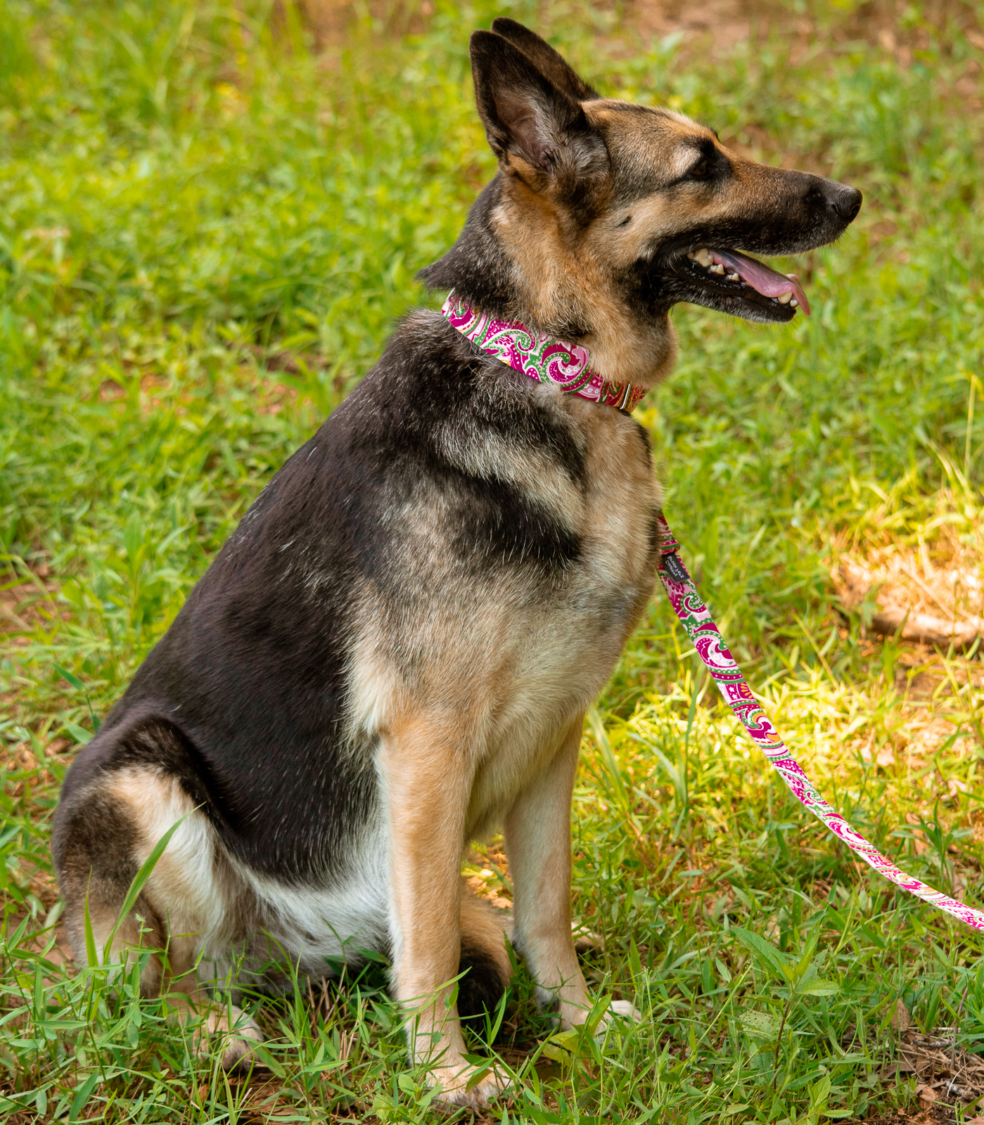 Country Brook Petz® 1 1/2 inch Premium Pink Paisley Dog Collar, Medium - image 3 of 10