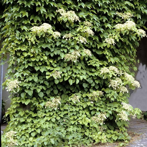 Brighter Blooms - Climbing Hydrangea, 1 Quart - No Shipping to AK, AZ, HI