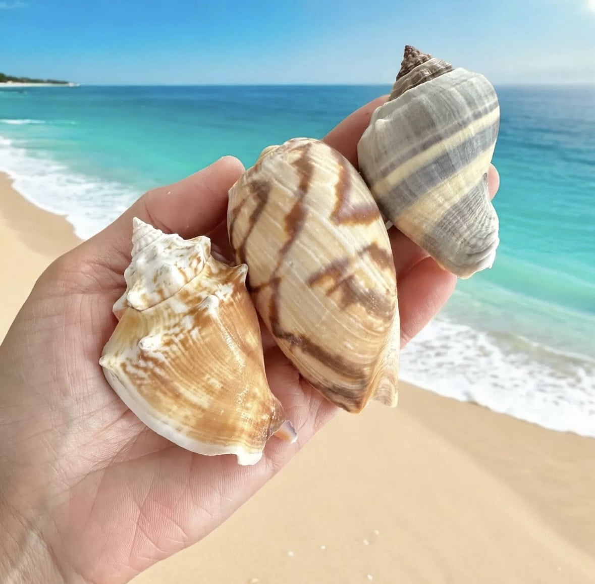 Mixed Seashells Assorted Rare Colorful Natural Mix Sea Shells Beach Home Decor Tropical Art Craft Fish Tank Aquarium Ocean House Decoration
