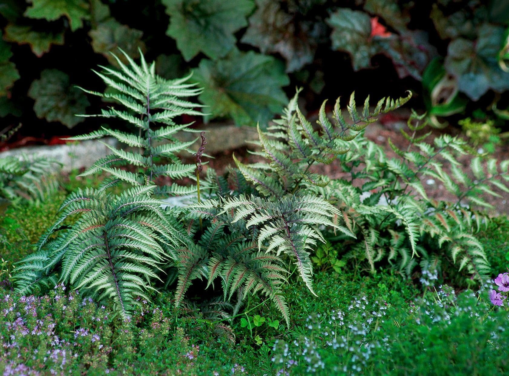 Japanese Painted Fern  3 Live Plants  Athyrium Niponicum  Shade Garden Essential  Lush Foliage Accent