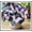 Hosta-B, variant on Perennial Butterfly Flower Hostas— Low-Maintenance-Spotted Hostas — An Ideal Choice(Non-Artificial)— Perennial Garden Favorites-10 color options