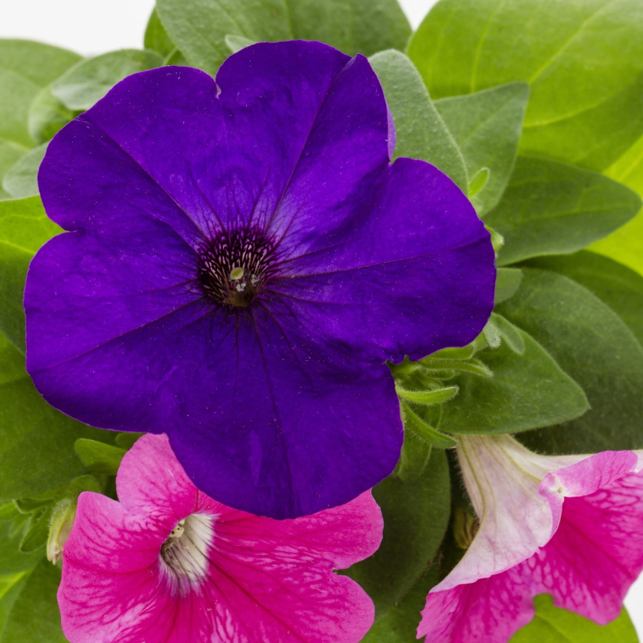 Expert Gardener 1PT Multicolor Petunia Live Annual Plant Sun 6-Pack