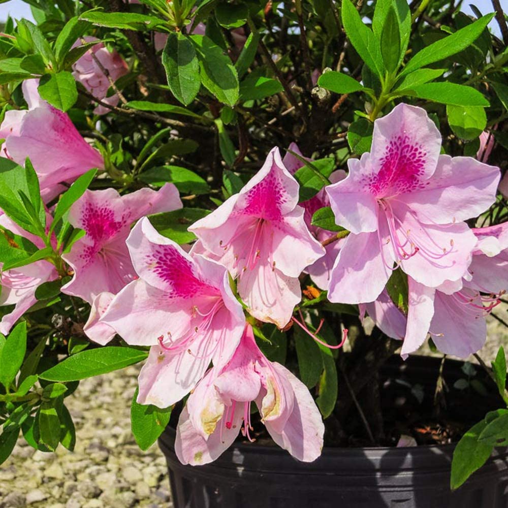 3 gal. George taber Azalea - Large Showy Blooms