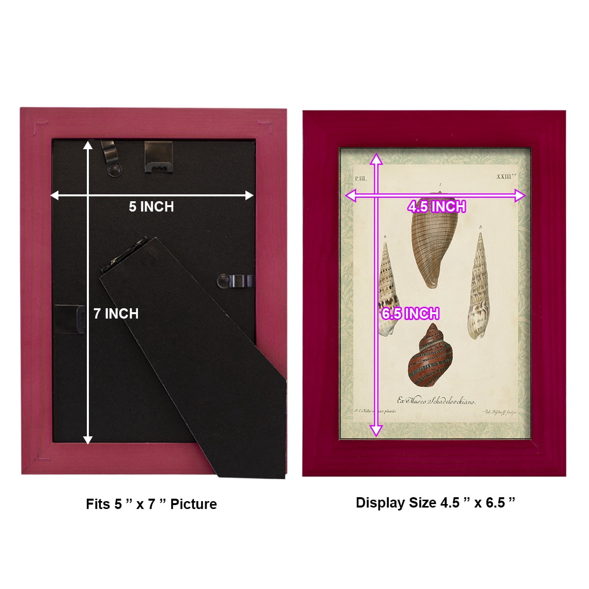 Bookplate Shells V - Framed Print w/glass - Cherry Red