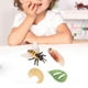 thumbnail image 5 of Plástico Simulación Naturaleza Mariposa Crecimiento Niños Biología Juguetes, 5 of 6