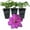 3 Plants, variant on Clematis Perrins Pride - Live Starter Plant in a 2 Inch Growers Pot - Starter Plants Ready for The Garden - Rare Clematis for Collectors