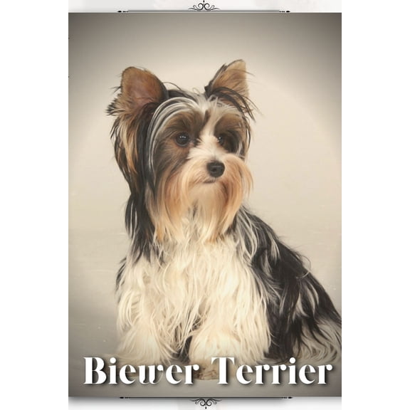 Biewer Terrier: Dog breed overview and guide, (Paperback)