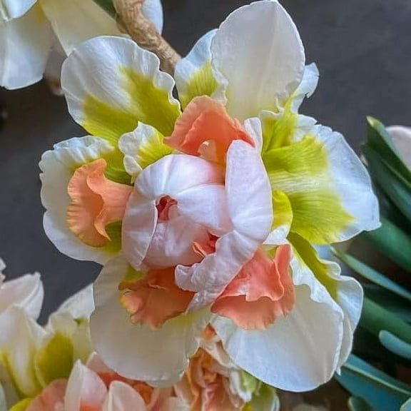 Replete Double Daffodil Bulbs for Planting Colorful Daffodil Blooms 5 Bulbs