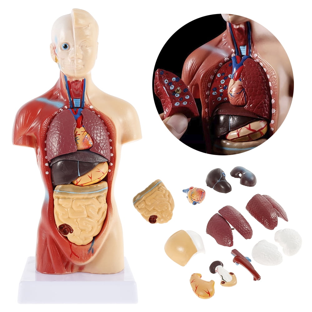 765023033342 Model Human Body Heart Learning Resources LER3334 Working Anatomy for Kids 