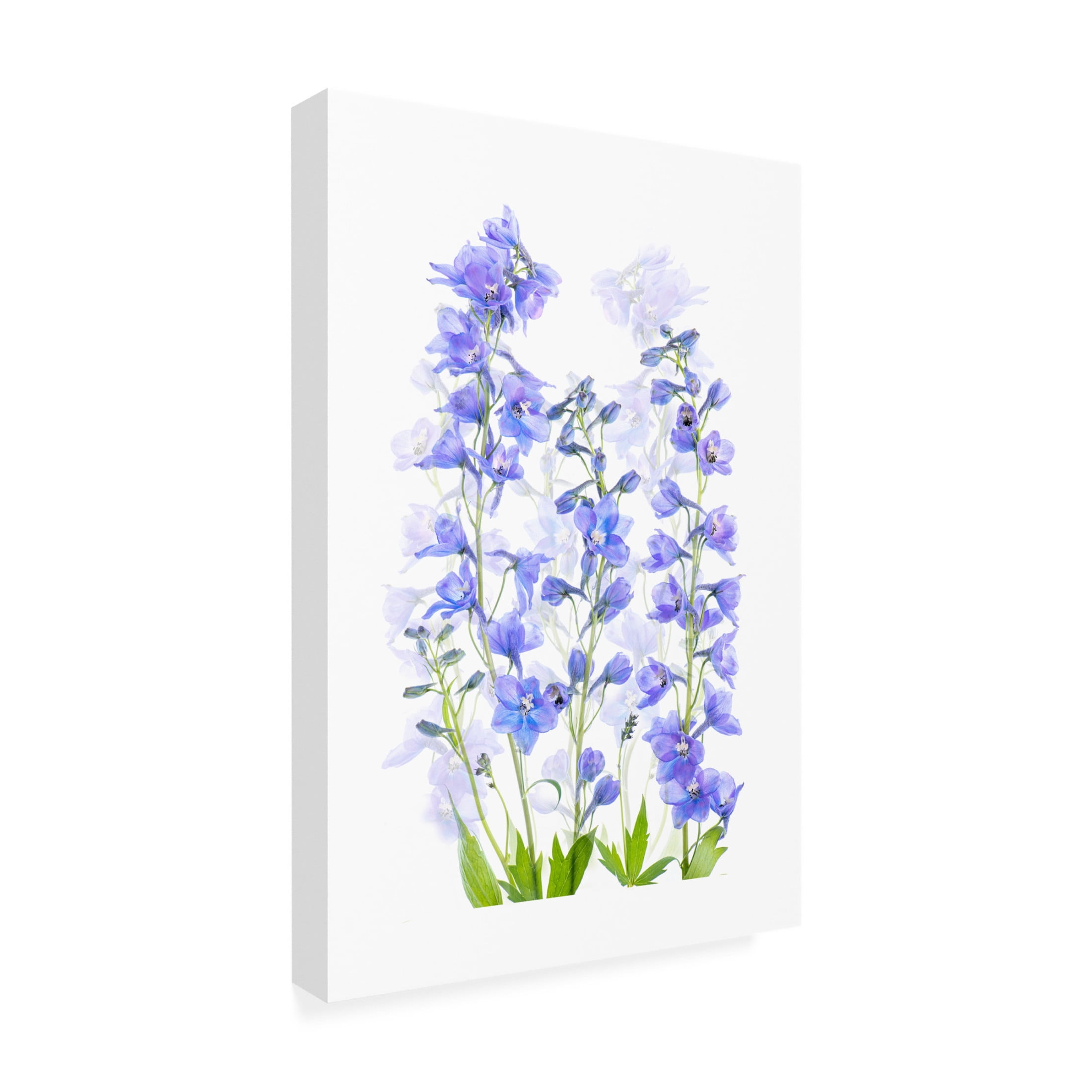 Canvas Wall Art - Jacky Parker 'Delphinium' Wall Art for Living Room, Bedroom, or Office Décor by Trademark Fine Art - 12 x 19 Inches