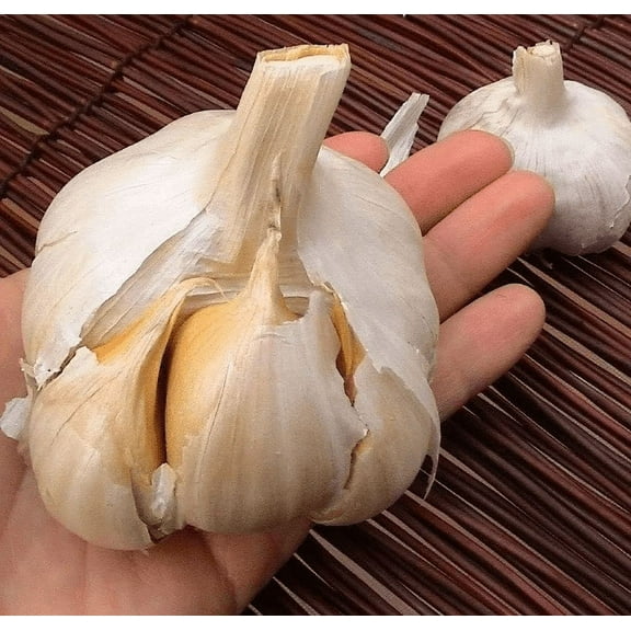 Elephant Garlic 2 Huge Bulbs! Great for Spring Planting! Non GMO Milder Tasting Garlic