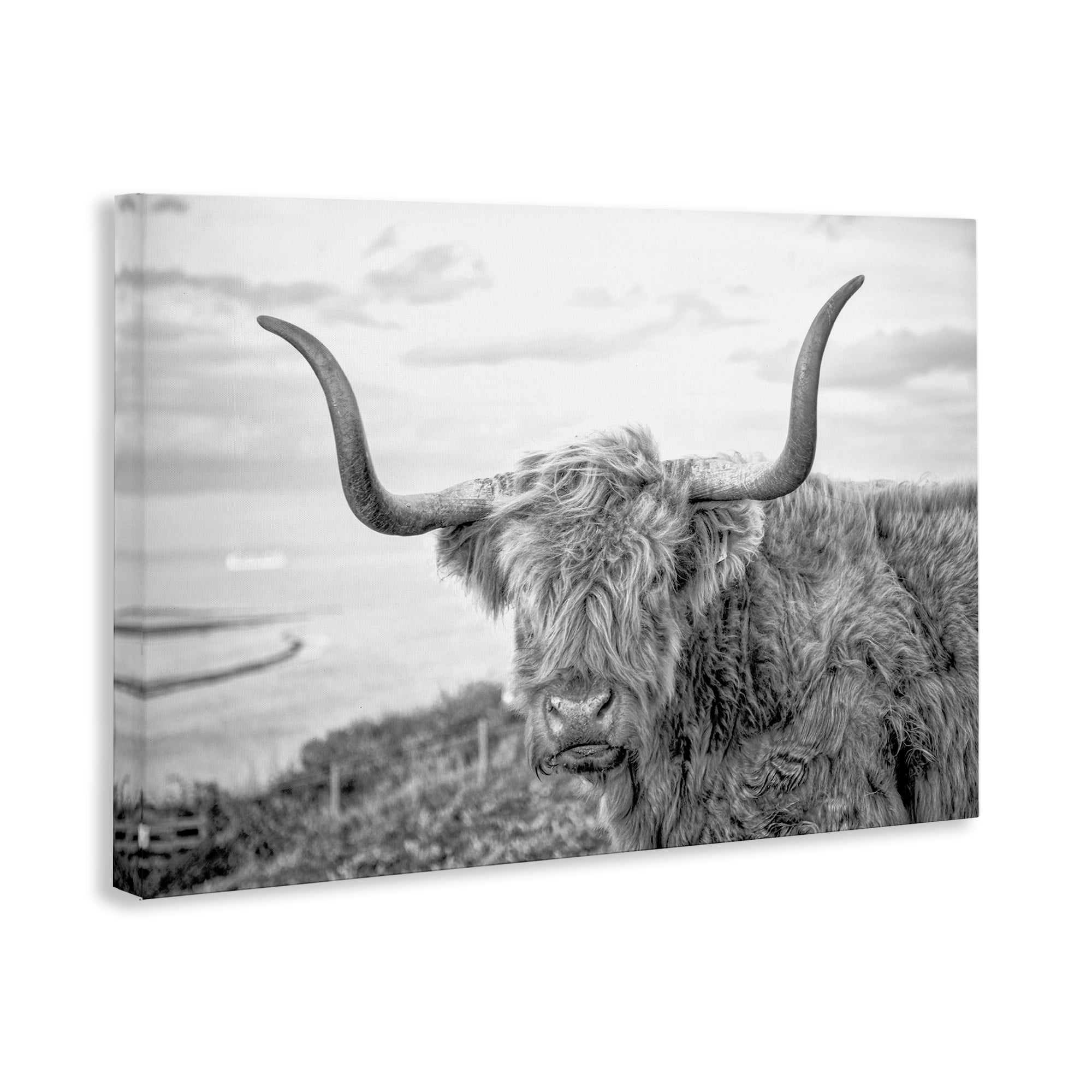 Stupell Industries Traditional Fuzzy Cattle Animals & Insects Photography Gallery Wrapped Canvas Art Print Wall Art, 30 x 20