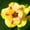 B, variant on Desert Rose, Low Maintenance - Easy Grow - Ideal for Beds Borders, Plant Pots & Planters