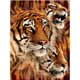 thumbnail image 2 of Poster Lenticular 3D LiveLife Pictures - Tiger Stripes Deluxebase 27144, 2 of 2