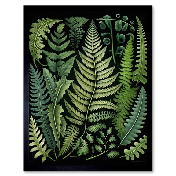 Ernst Haeckel Style Fern Fronds Leaf Illustration Art Print Framed Poster Wall Decor 12x16 inch