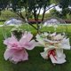 thumbnail image 4 of Globos Bobo Reutilizables para Bodas y Fiestas, 4 of 4