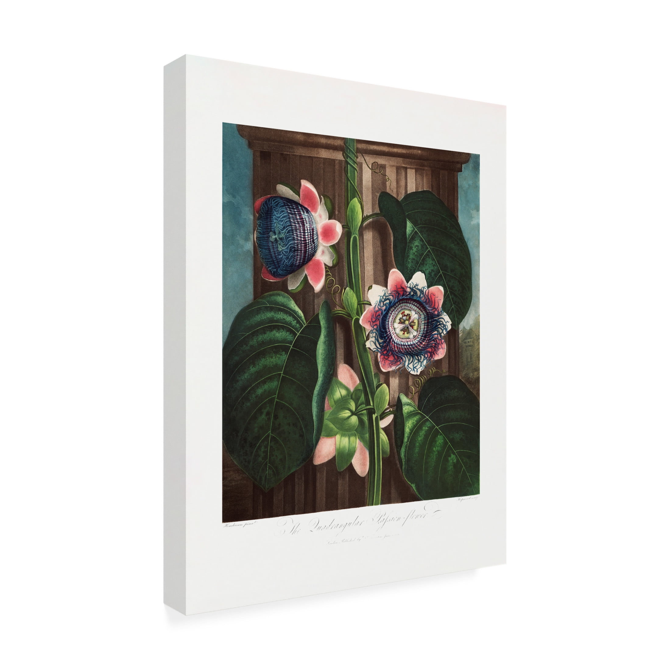 Trademark Fine Art Pictufy  The Quadrangular Passion Flower from The Temple of Flora 1807 Canvas Wall Art