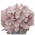 thumbnail image 4 of Decoración de San Valentín Way to celebrate Flores con Maceta Rosa, 4 of 4