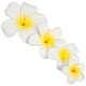 thumbnail image 4 of 4 piezas flores hawaianas pinzas para el cabello pasador nupcial playa tropical boda plumeria flor mujeres fiesta nupcial orquídea horquilla accesorios, 4 of 5