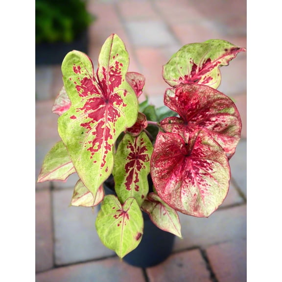Raspberry Moon Caladium Bulbs (Set of 2) – Bold Raspberry Pink & Green Variegated Leaves