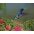 thumbnail image 2 of Fitzharris, Tim 30x26 Gold Ornate Wood Framed with Double Matting Museum Art Print Titled - White Necked Jacobin Hummingbird, 2 of 4