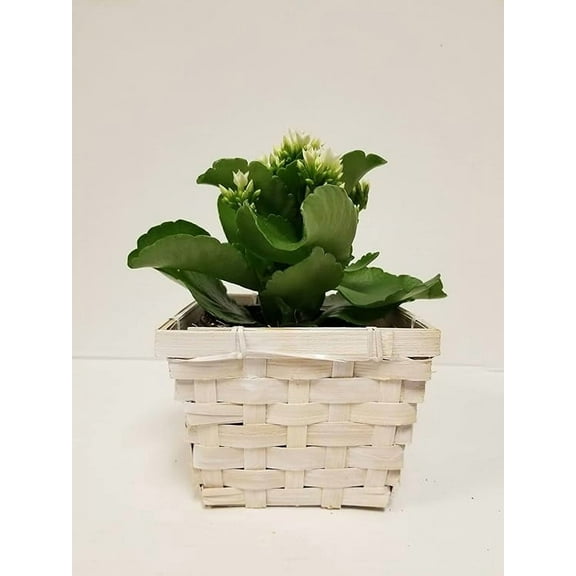 Live 4" White Kalanchoe in 4" White Wicker Gift Basket