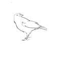 thumbnail image 7 of Edward B. Marks Music Company Bird Spirits (Nine Piano Pieces First Edition) E.B. Marks Series Softcover Composed by William Bolcom, 7 of 7