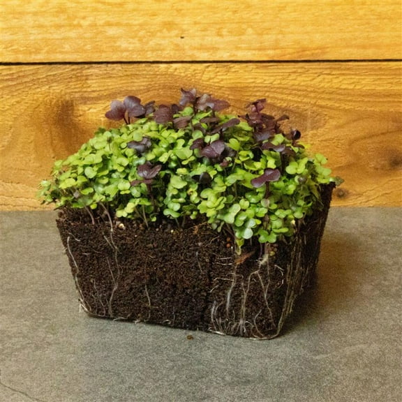 Organic Superfood Mix Microgreens Seed 1 Oz ~10,080 Seeds – Non-GMO, Fast-Growing 5–7 Days | Broccoli, Purple Radish, Kohlrabi, Turnip & Collards | Hydroponic or Soil Grown | Fresh Living Food