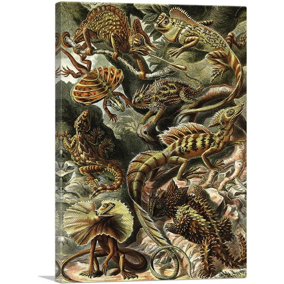 ARTCANVAS Lacertilia Lizards Reptiles 1904 Canvas Art Print by Ernst Haeckel - Size: 60" x 40" (0.75" Deep) (3-Piece)