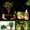 red, variant on 50ml Liquid Plant Fertilizer Concentrate — Universal Indoor & Outdoor Garden Nutrient Solution Enhances Growth