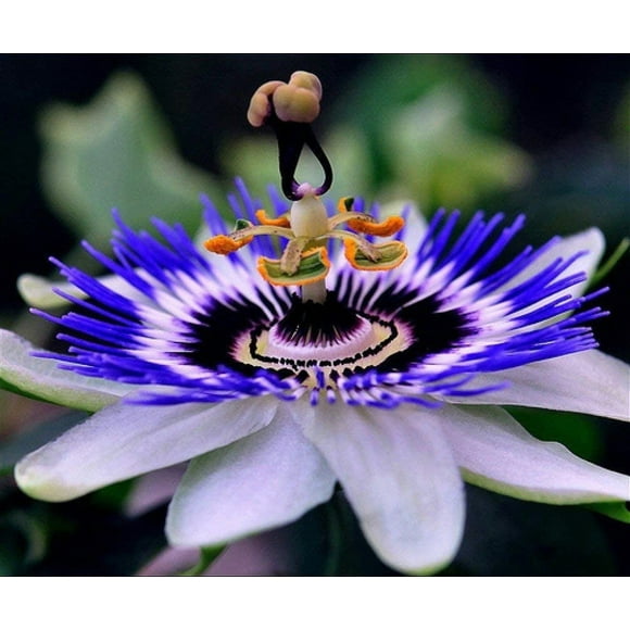 shiyou-Indoor Exotic Passionflower Rare Purple Vine Apricot Maypop Flowers Heirloom for Planting Giant Non GMO 3 Seeds