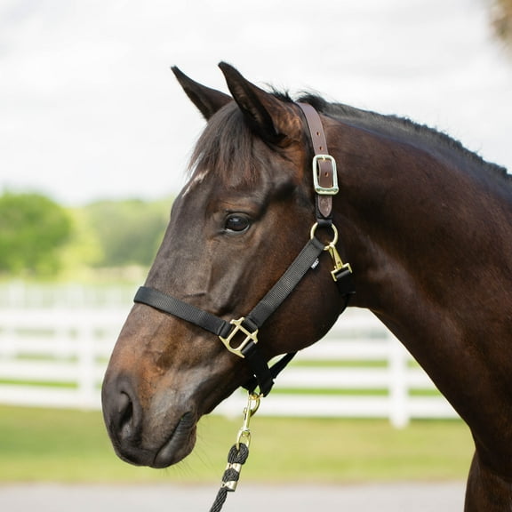 Equinavia Jarl Premium Breakaway Halter