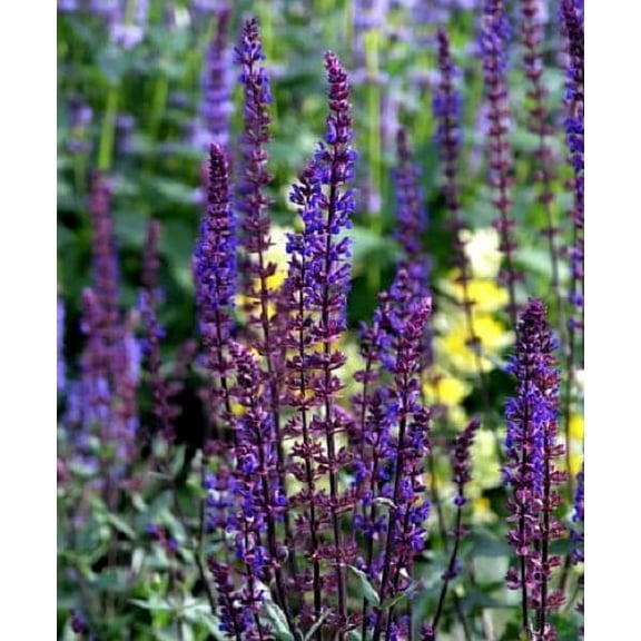 Caradonna Blue Salvia - Meadow Sage - Dark Purple - Hardy - Quart Pot