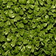 thumbnail image 3 of 72" Artificial Boxwood Tree, 3 of 3