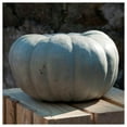 thumbnail image 3 of Everwilde Farms - 1 oz Queensland Blue Winter Squash Seeds - Gold Vault Bulk Seed Packet, 3 of 3