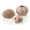 Off-White, variant on biOrb Aquarium Décor Sea Urchins Set of 3 - Ceramic, Natural