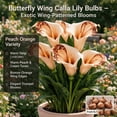 thumbnail image 2 of Calla Lily Bulbs,Low Maintenance - Easy Grow - Ideal For Beds Borders, Plant Pots & Planters, 2 of 5