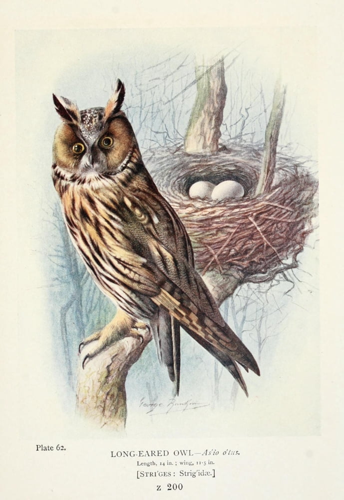 Britains Birds 1910