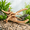 Spiderwood 14 to 17.5 Inch(Pack of 1), variant on Mopani Driftwood 12.5 to 18 Inch (Pack of 2) for Aquarium Decor Reptile