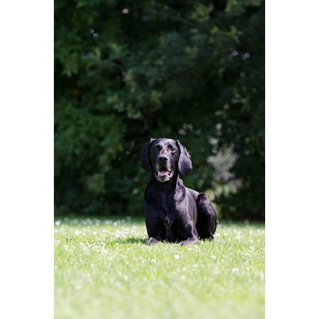 Canvas Print German Short Hair Black Hunting Dog Stretched Canvas 10 x