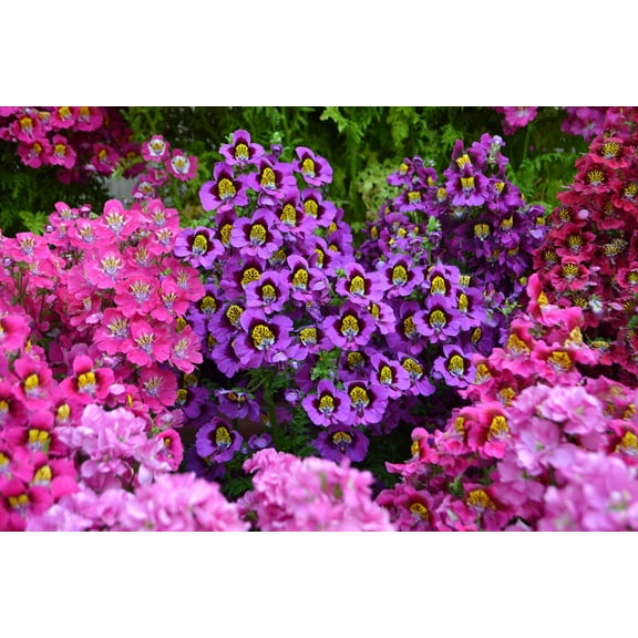 Seedville 200 Butterfly / Poor Man's Orchid Flower Seed