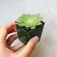thumbnail image 4 of Aeonium Dinner Plate, Beautiful Rosettes Succulent, Live Easy Care House Plant - 2 inch size, 4 of 4